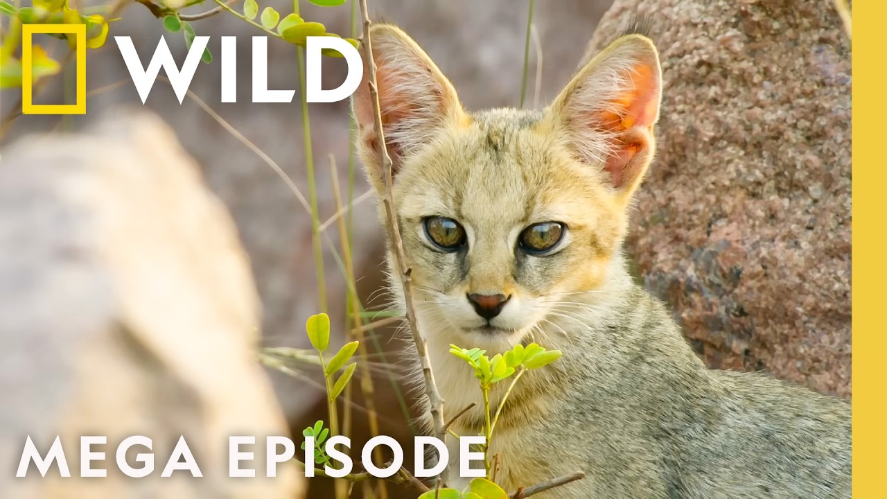 Wild Felines
