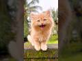 Kitten Meowing Cat Sound Cat Video Persian Cat Sound Cat Voice Cat Persian Cat Cats