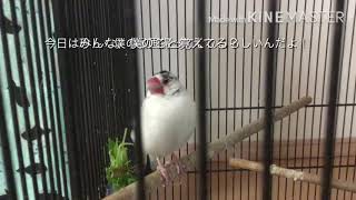 ペットのピーちゃんの心情 vol.1