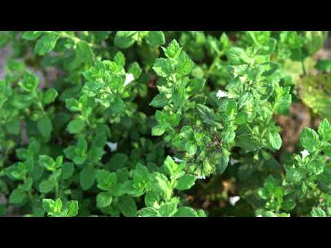 Melissenöl - Was alles kann dieses unglaublich wertvolle ätherische Öl?