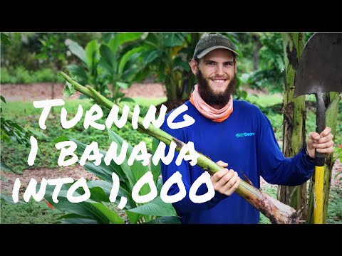 HOW TO PROPAGATE BANANAS: Digging Up Pups For Future Plants