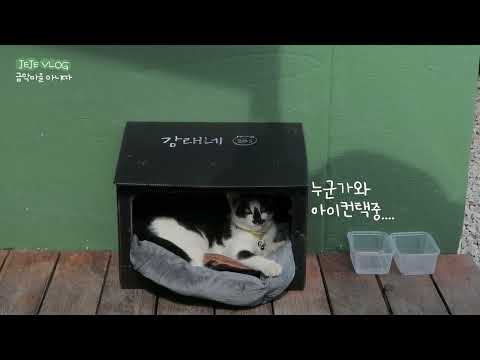 제주도 금악마을 아니따 파스타 먹고 감태 구경