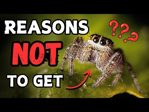 Jumping Spider Pets - Reasons Not To Get One | Spooderpods