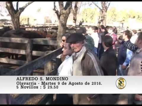 09-08-16 Venta de Gordo - Alfredo S. Mondino - Olavarria.