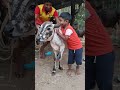 Viralvideo Tamilshorts Jallikattu Trendingshorts Madupudiveran