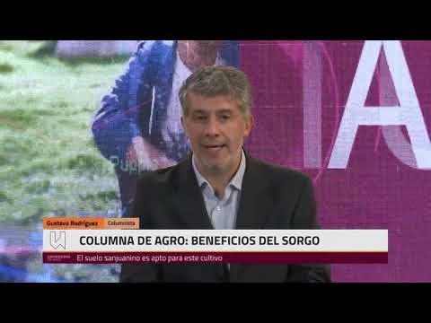 , title : 'Columna de Agro: Beneficios del Sorgo'