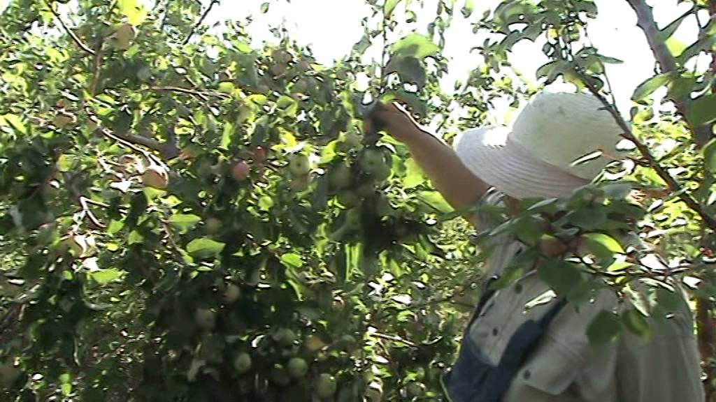 Яблоня осенняя Спартак