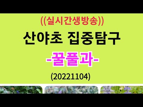 , title : '#산야초 집중탐구(꿀풀과)20221104'
