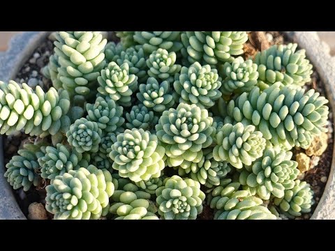 多肉植物 エクステリア メンテナンスフリー 置き土スタート 単一根が繁殖します