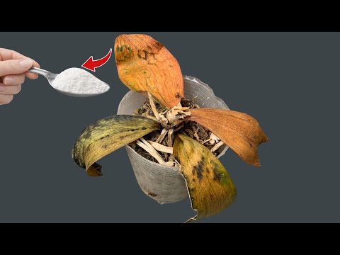 1 Spoon a Week! Suddenly Your Orchid Is Producing New Roots and Flowers All Year Round