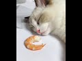 Sleeping Cat Wakes up for Eating Shrimps