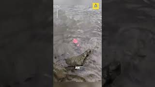 Download lagu AT FIRST HE THOUGHT IT WAS A FISH! @5050fishing mp3