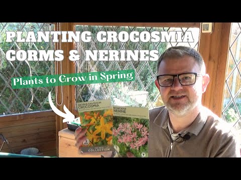 Growing Crocosmia from Corms and Planting Nerine bowdenii | Flowering Plants to Grow in Spring