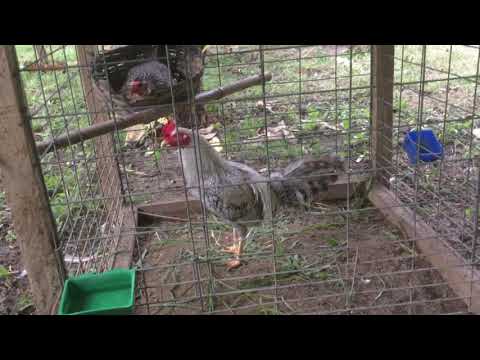 Joe goode grey x bakiki..newly acquired bloodlines