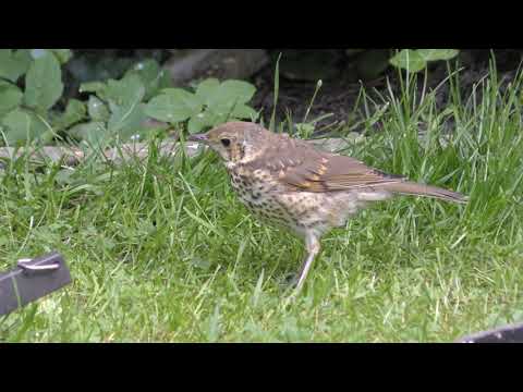 Fledgling juvenile Song thrush in Cambridge UK 15may2020 408p