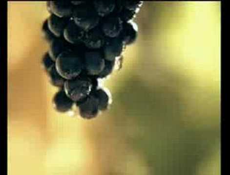 Vina Koper - reklama