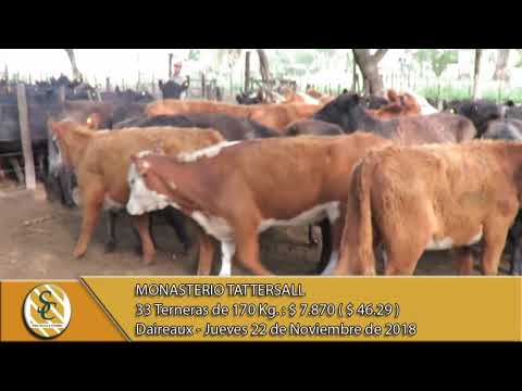 22-11-18 Venta de Hembras - Monasterio Tattersall S.A. - Daireaux