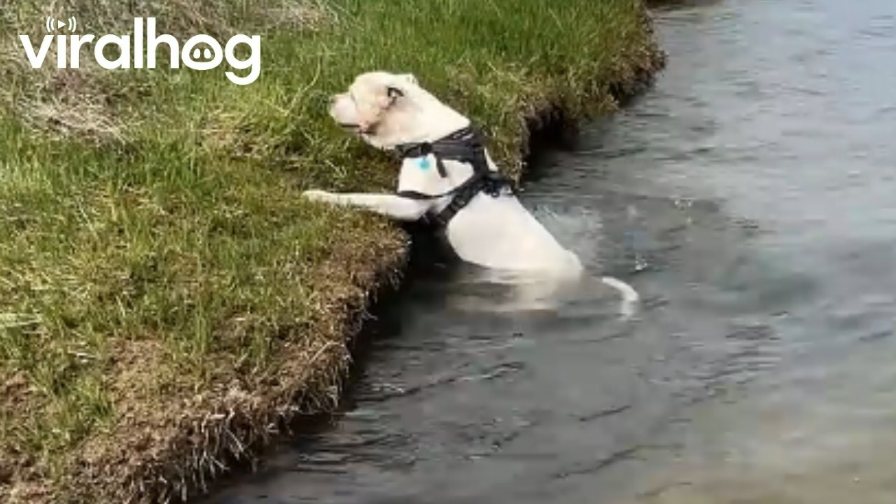 Pitty Rolling on the Beach Accidentally Rolls into the Water || ViralHog