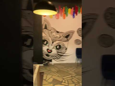 Cat cafe - Kocia kawiarnia Neko Cafe Toruń #shorts