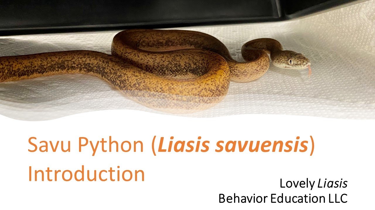 Lovely Liasis: Savu Python Intro