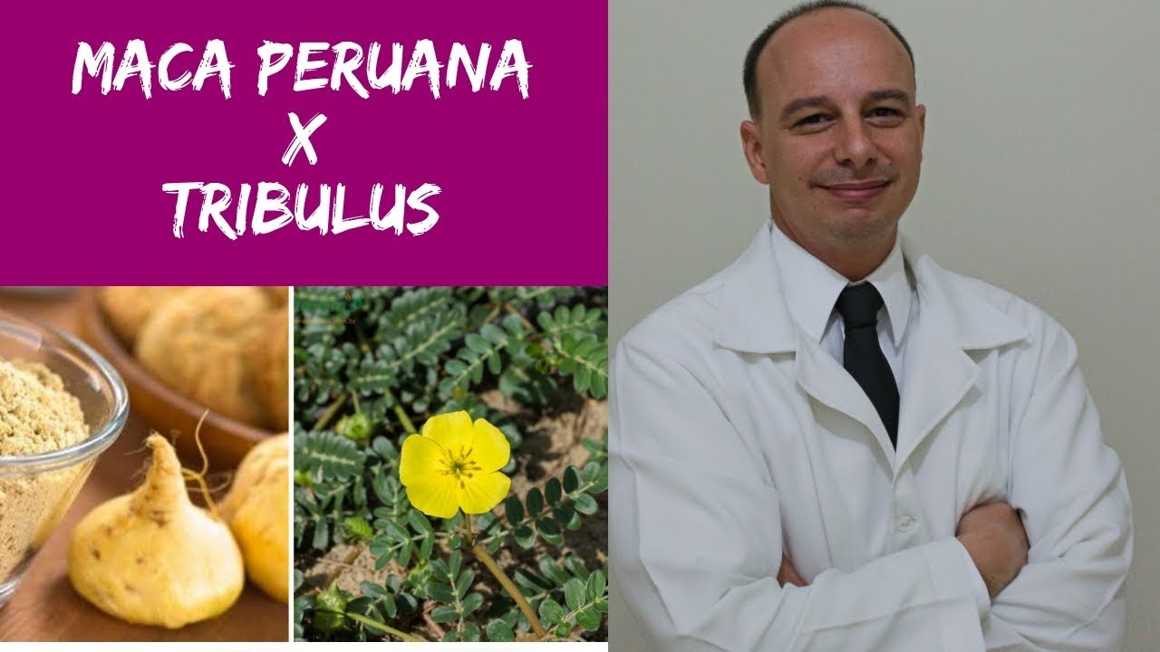 Watch Now Tribulus Terrestrris ou Maca Peruana || Dr. Moacir Rosa Tribulus Terrestrris ou Maca Peruana || Dr. Moacir Rosa
