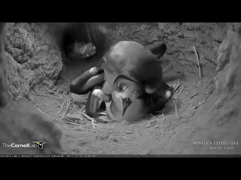 Bermuda Petrels Start The Breeding Season On Nonsuch Island – Nov. 16, 2017