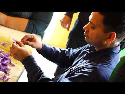 download lagu mp3 mp4 Mancha Saffron, download lagu Mancha Saffron gratis, unduh video klip Mancha Saffron