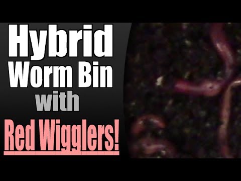 Hybrid Worm Bin (Worm Farm) w/Red Wigglers