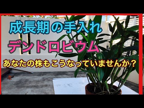 デンドロビウム ノービル