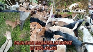 Download lagu BURUAN SUNGAI RUYUANG TANJUNG BARULAK// RAJA BABI KELUAR HUTAN mp3 Download lagu BURUAN SUNGAI RUYUANG TANJUNG BARULAK// RAJA BABI KELUAR HUTAN mp3
