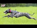 Coursing Season Greyhounds Energy Episode 25