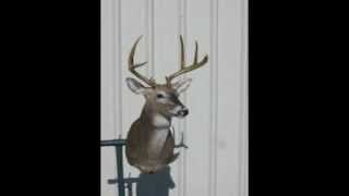 Self-Taught Taxidermy