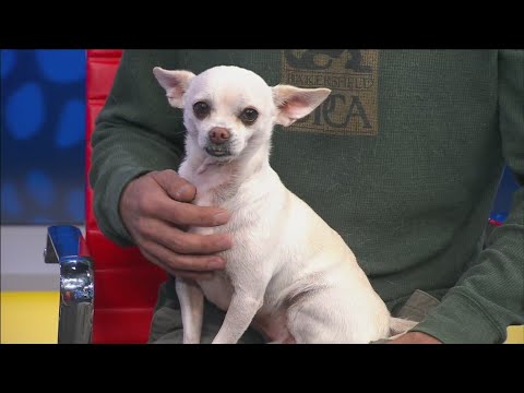 Pet of the Week: Mr. Pip - YouTube