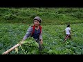 Wonderful Farming Life Of Mountain Village Nepal || Harvesting Radish || Countryside Life of Nepal