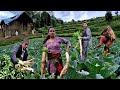 Wonderful Farming Life Of Mountain Village Nepal Harvesting Radish Countryside Life Of Nepal