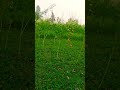 Kheti Badi Punjabi Song Status ️