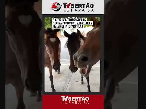 Público exclusivo! Homem vai tocar violão na calçada e encontra três cavalos na porta de casa