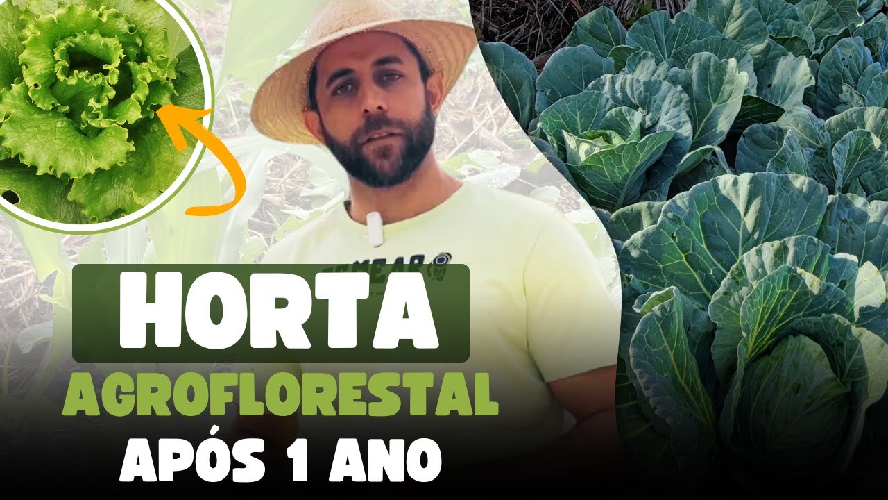 Resultados de uma horta agroflorestal com 1 ano de plantio