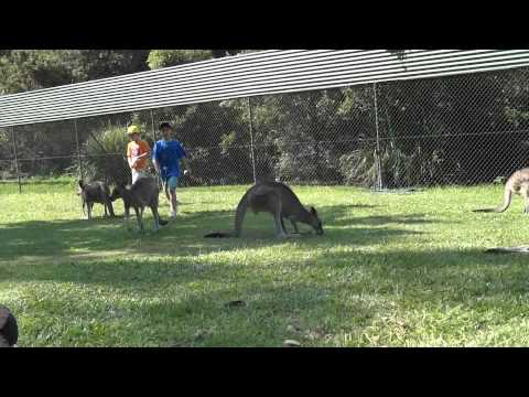 Kangaroo attacks a child in Australia Zoo lol!