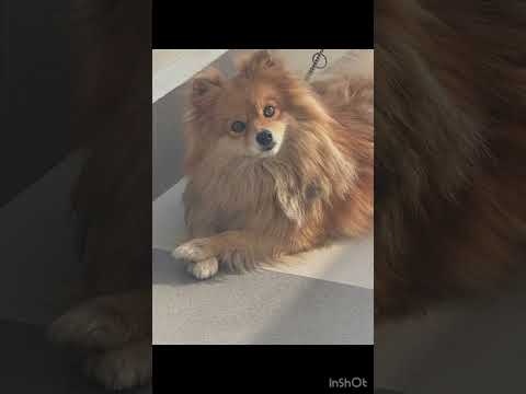 Most cutest dog 💜🩵💗