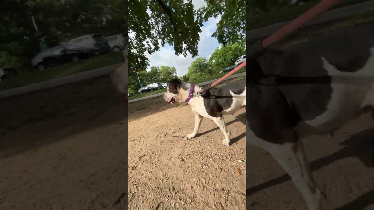 Peachy Keen, a Adoptable mixed breed in Austin, TX video 6/6