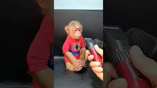 Download lagu Cute baby monkey hair trimmer mp3
