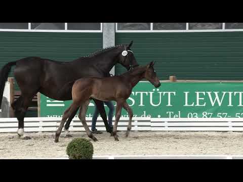 Wester, Dynamic Dream-De Niro