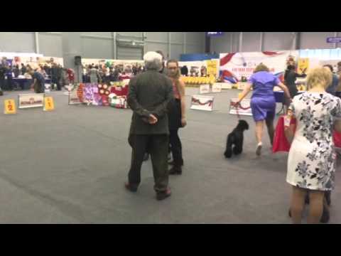 Elga Kerry Vivien Piper - CAC, CACIB.