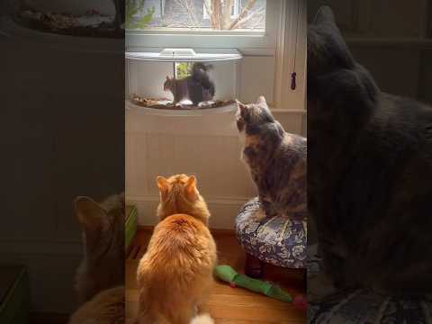 Vídeo 😂 divertido😹😂 de gatos🐈#cat #funny #gatos #humor #risas #viral #parati #funnycats #shorts #fyp