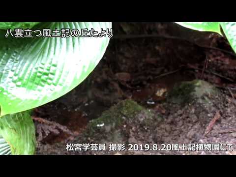 教育学科 八雲立つ風土記の丘たより2019　オニヤンマ産卵中　 #八雲立つ風土記の丘 #古墳 #出雲 #しまね