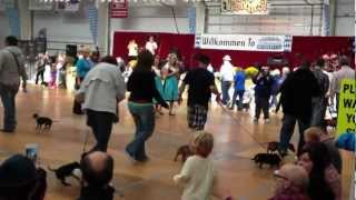 preview picture of video 'Frankenmuth Oktoberfest Wiener Dog Costume Contest'