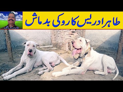 Top of Pakistan Dog Rooky Badmash Owner Dog Taher Arice Janjoha By Nafa TV HD