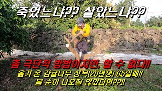 살았느냐?? 죽었느냐?? 봄순이 나오지 않은 감귤나무 상태확인, 극단적이지만 마지막 감귤나무 관리조치!!