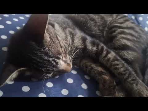 Music For Cats Relief Stress: EXTREMELY Soothing Cat Therapy Music - Relax Your Cat! Cat Music 9
